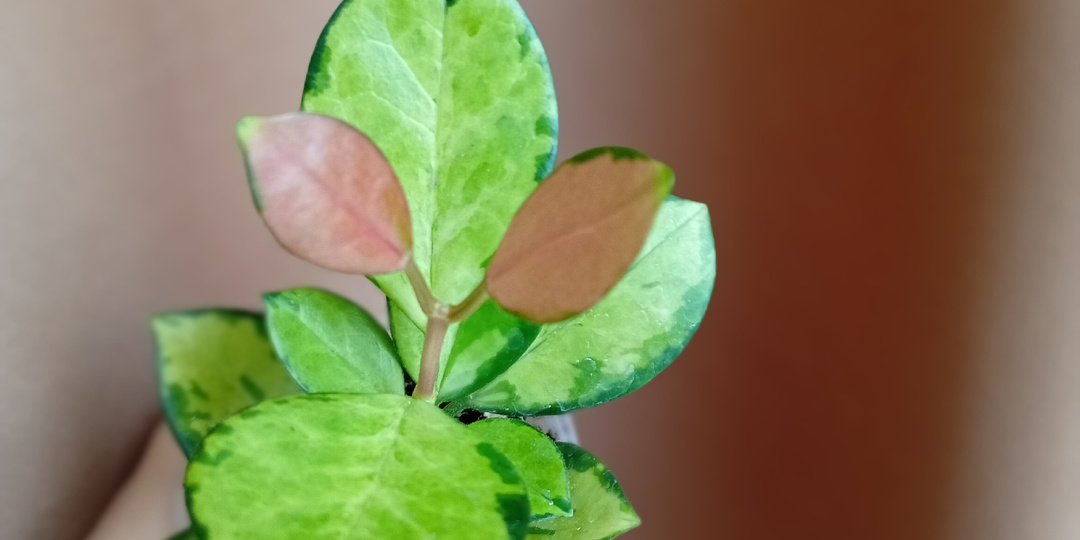 Первая цветочная покупка этого года: хойя аустралис «Лиза»