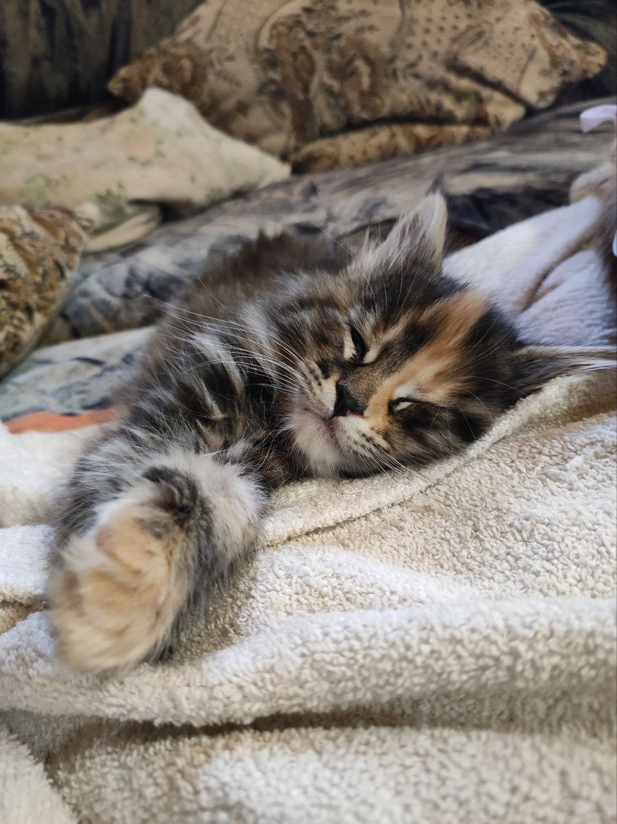 Iskra Dark Flame 1,5 месяца