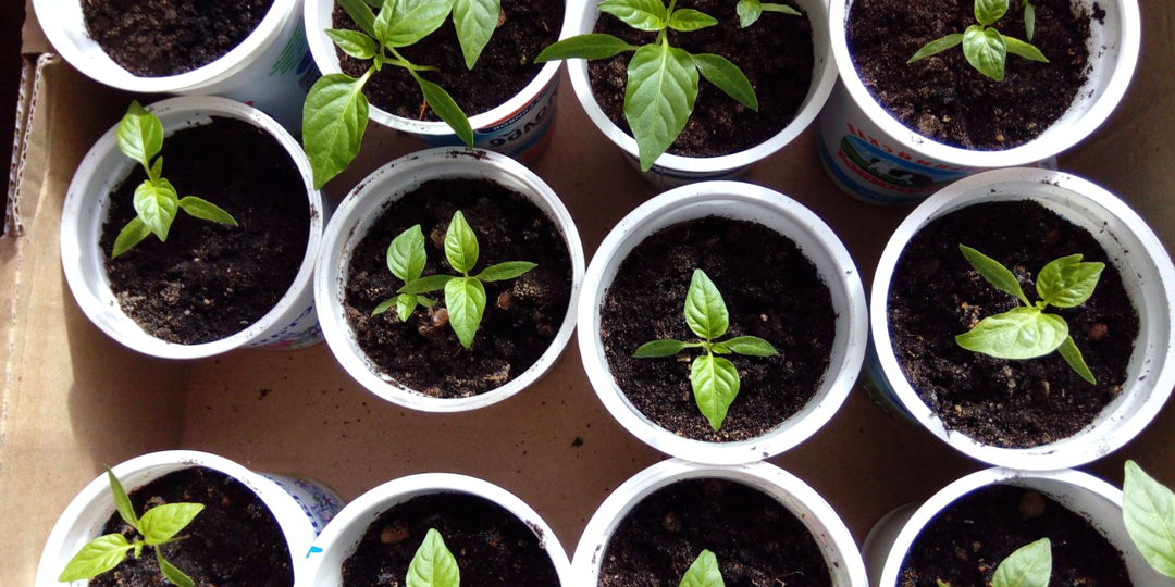 Когда в 2026 году сеять перец на рассаду, чтобы не остаться без урожая. Чёткие сроки и лунный календарь