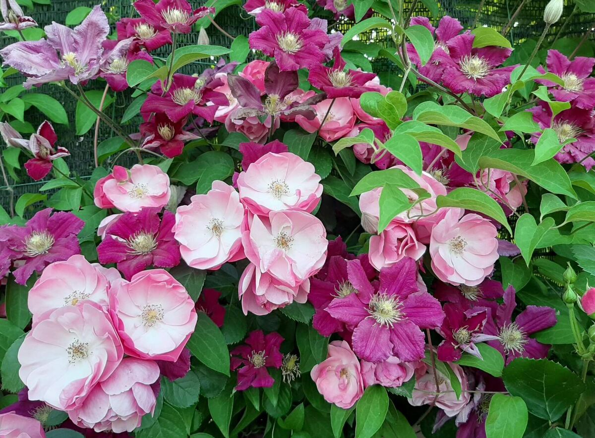 Роза Angela и клематис Ernest Markham с детства вместе 2 фото