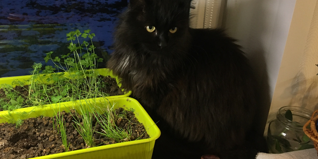 Кошка высунула нос в дверь и попятилась