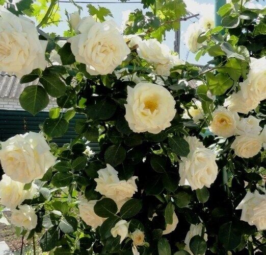 Шнеевальцер ( Schneewalzer) плетистая роза, цвет белый