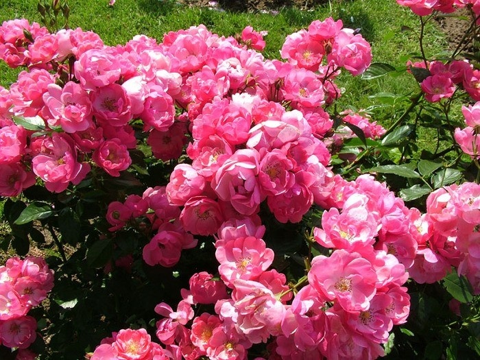 Ангела (Angela) флорибунда, цвет: розовый с малиновым реверсом, нежно-розовый