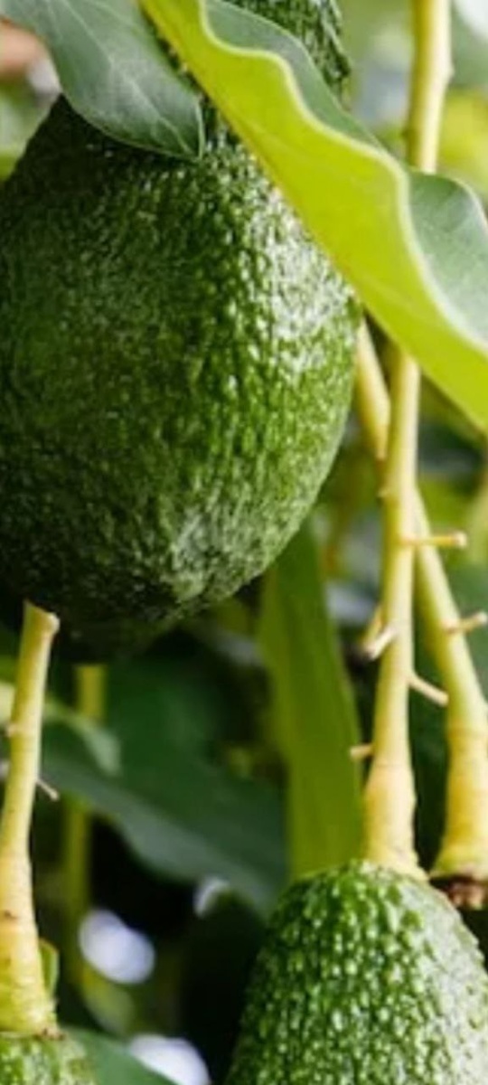 так выглядят плоды на ветке в природе.