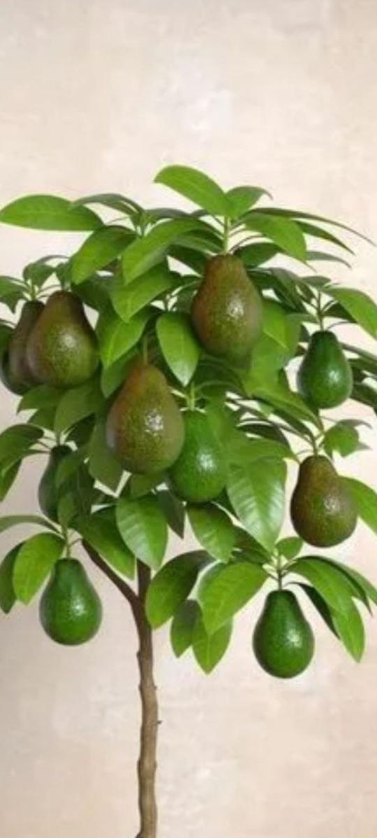 комнатное деревце авокадо, выращенное из косточки 