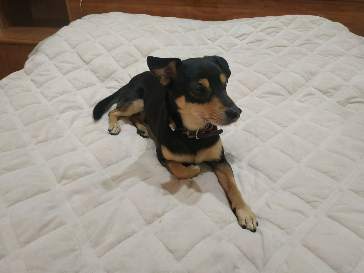 Благородный дон на персиковом покрывале: "Ну што, неплохой отельчик... и ложе мягкое, уютное, и кроватка с подогревом".