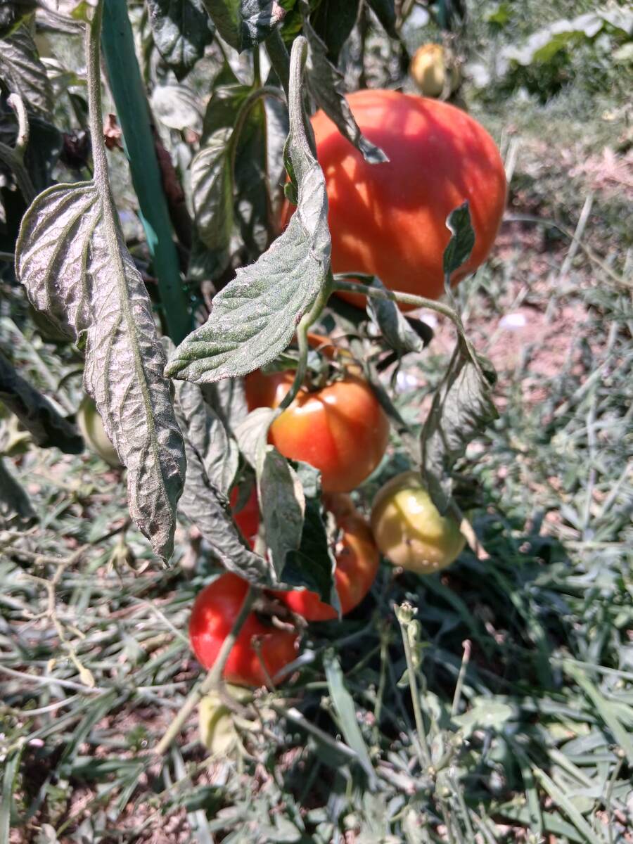 Сорт ЭМ-Чемпион 20 июля
