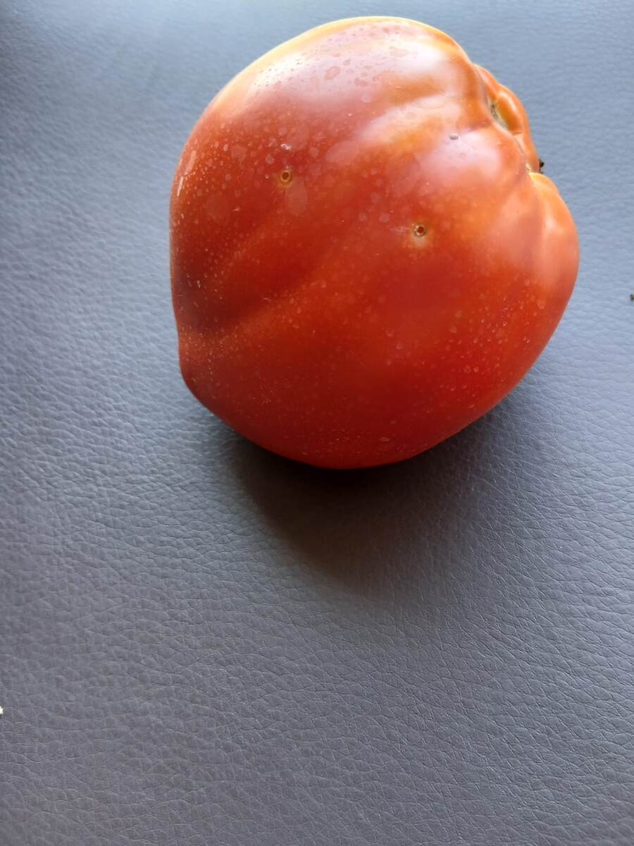 Сорт ЭМ-Чемпион