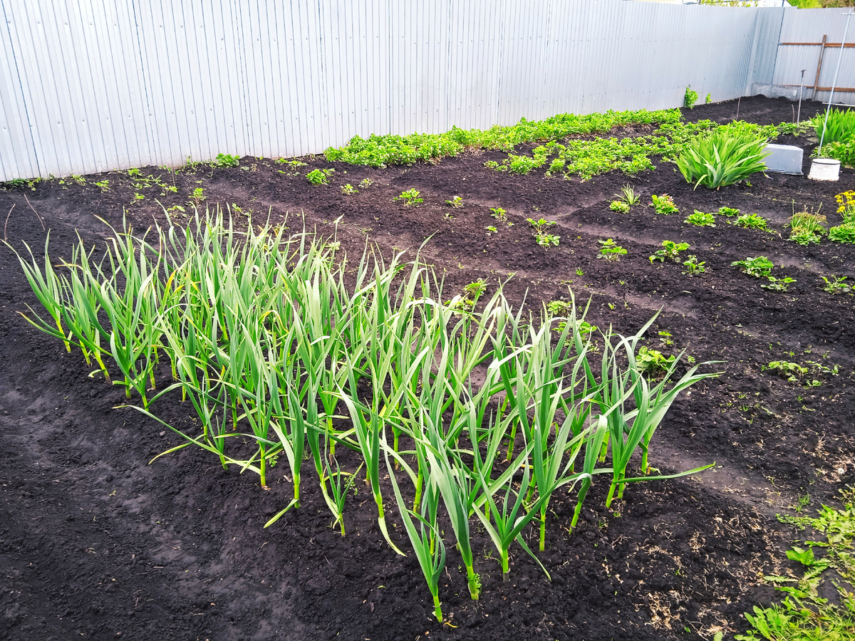 ЧЕСНОК конечно густо Посажен!!!