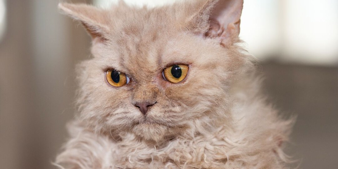 Самые непопулярные породы кошек в 2025 году: от кого отказались россияне?