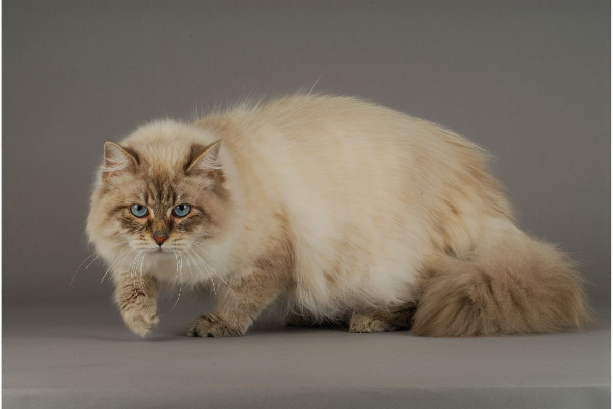 Сибирская кошка