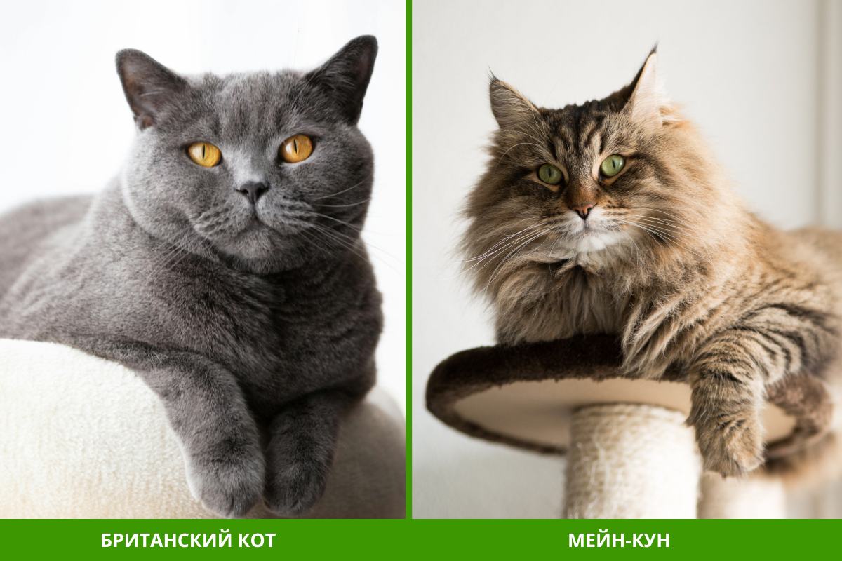 Британский кот и мейн-кун