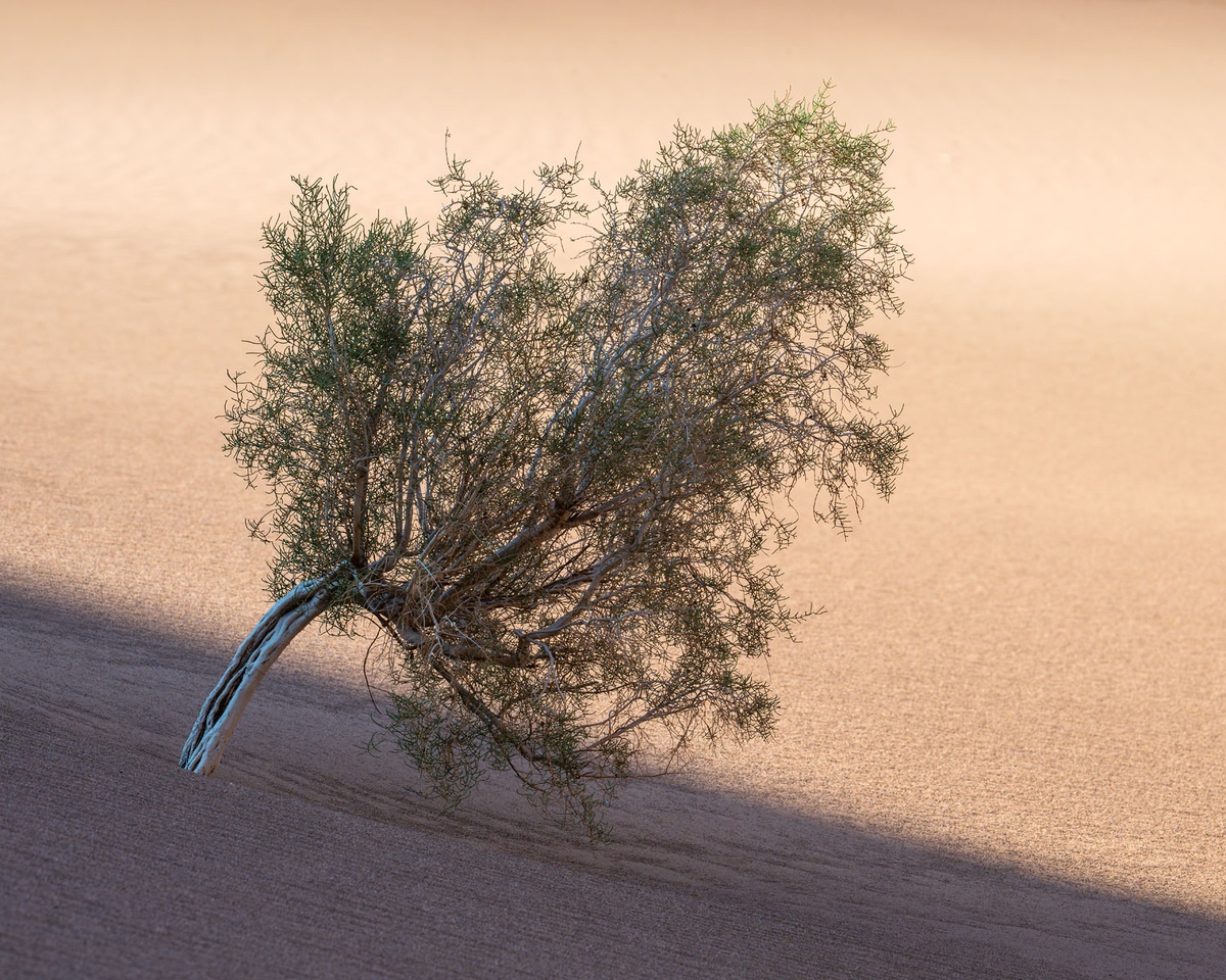 Очарование саксаулом.