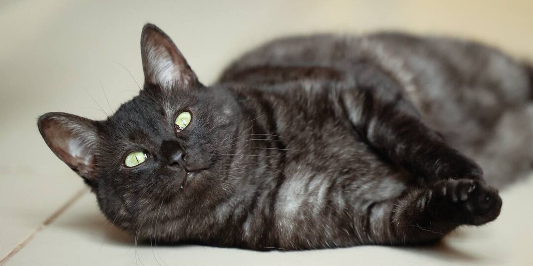 Год назад этот кот летал с эстакады, не желая быть пойманным и вылеченным