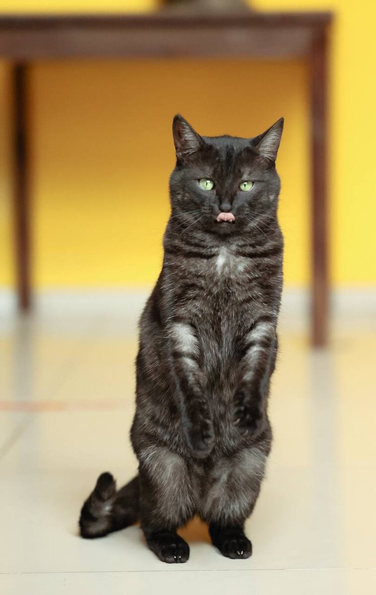 Вот так ещё умею делать. не только летать с эстакады