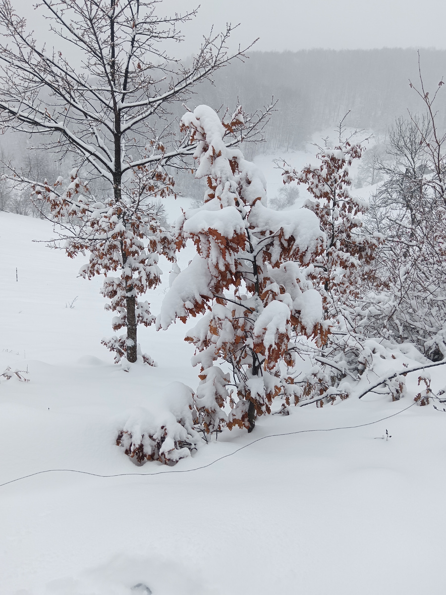 Вот такая зима сейчас в Сербии.