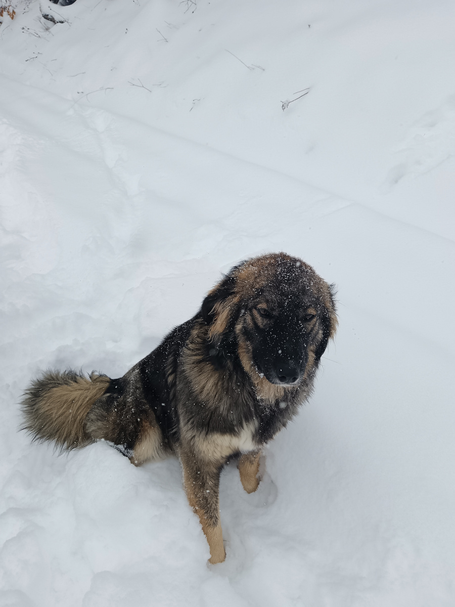 Наша маленькая собачка по имени Дона в деревни.