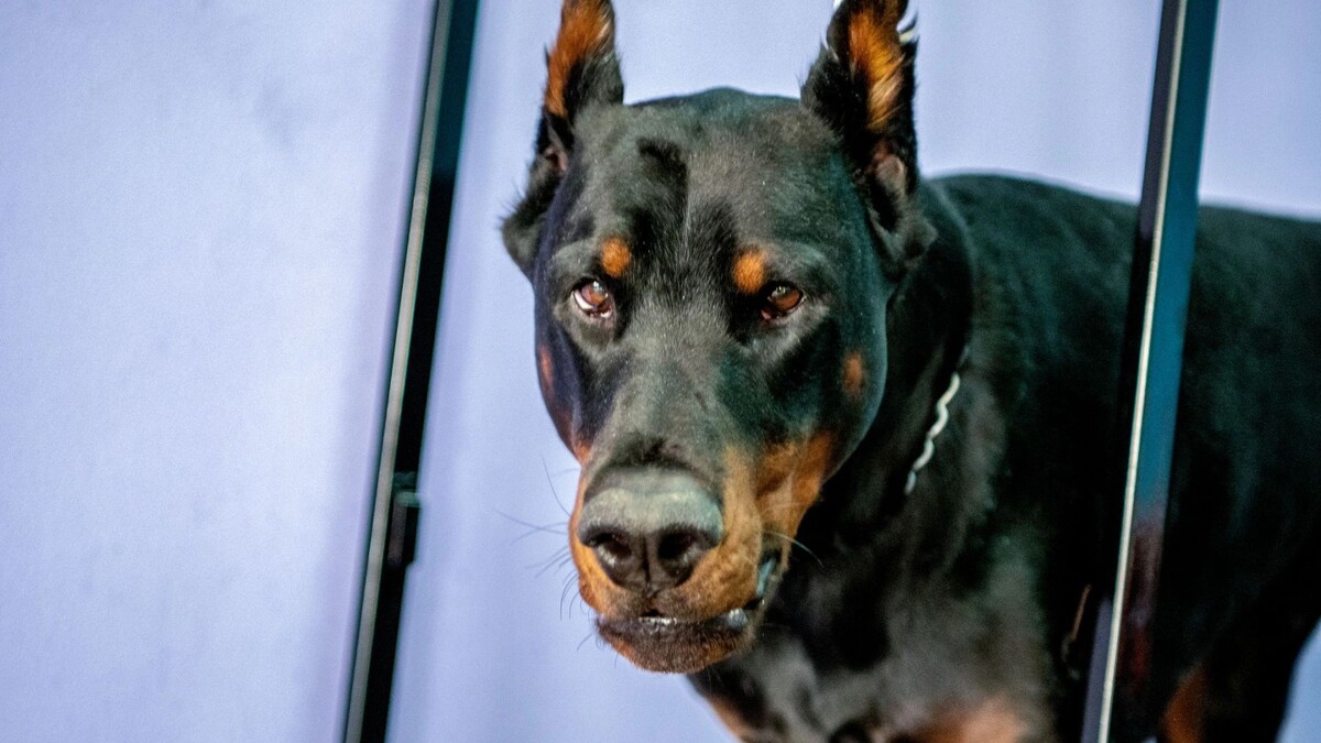    Фото: Юрий Здебский / «Ямал-Медиа»