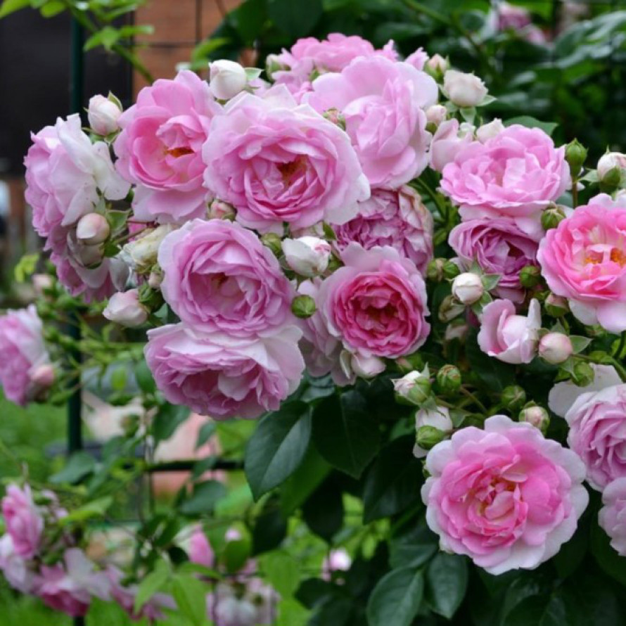 Роза Жасмина (Jasmina), плетистая, нежно-розовый