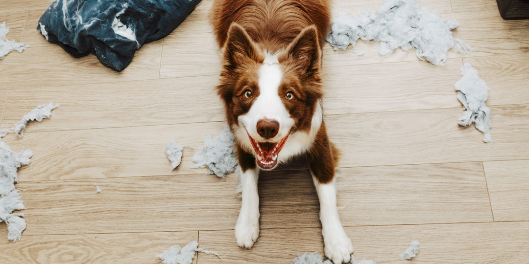 Каких Собак Не Рекомендует Держать Дома