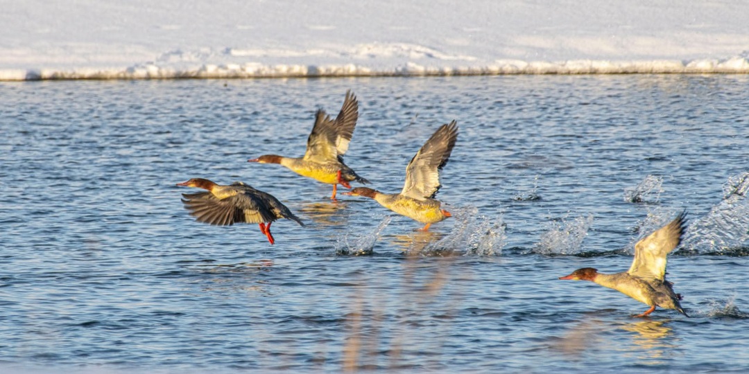 В Курской области сфотографировали редких зимних уток - больших крохалей