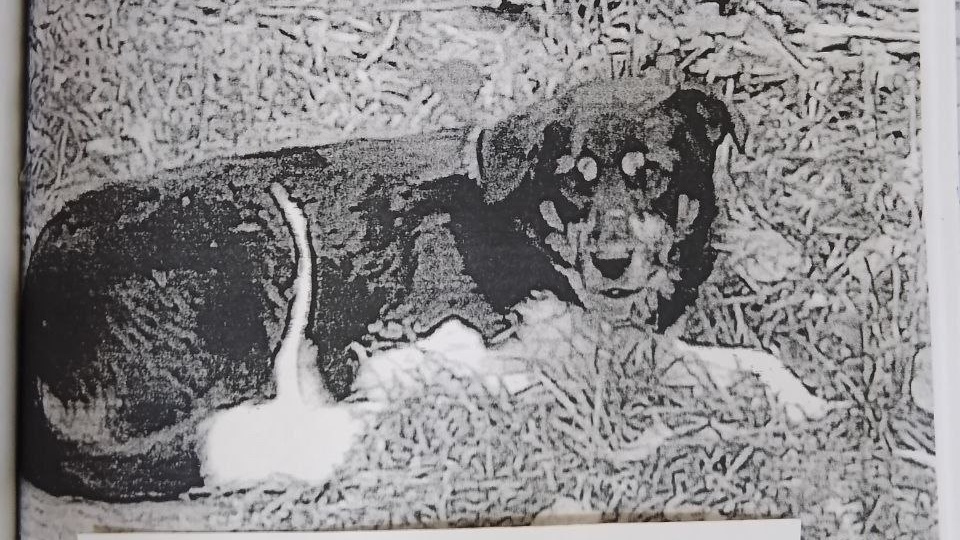 В Курской области за укус собаки с местной администрации взыскали 50 тысяч рублей