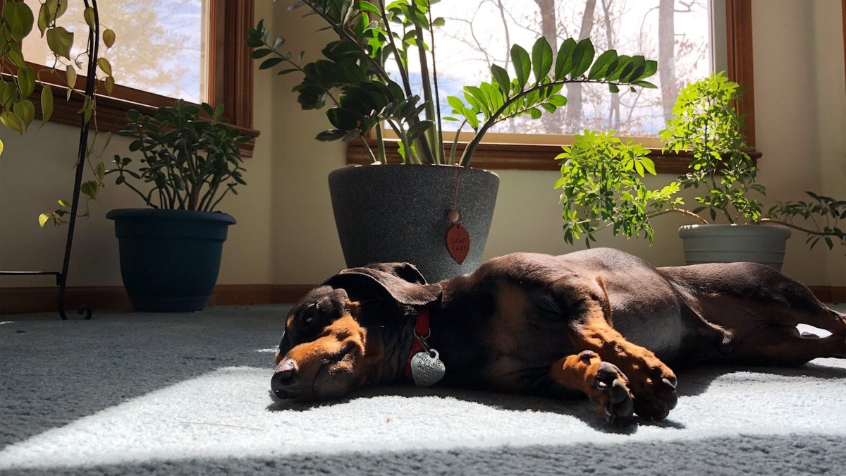    Самые известные факты о таксах — это то, что они коротколапые охотники