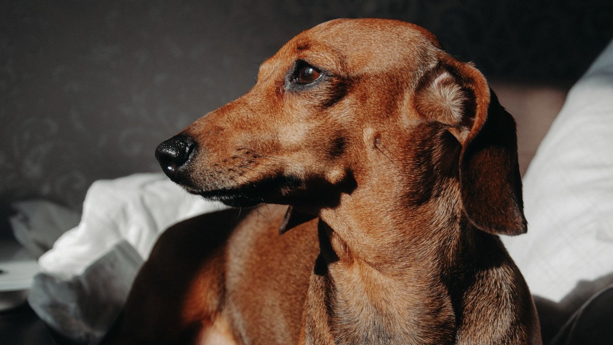    Уровень интеллекта такс до сих пор является причиной дискуссий в собачьих сообществах