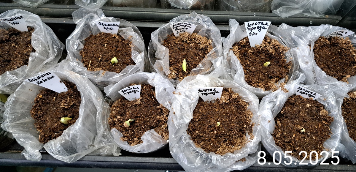    Кабачок и дыня