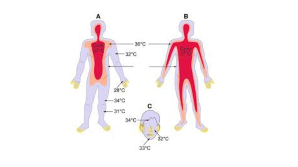 А - холод, В - тепло. Зоны распределения тепла по организму
