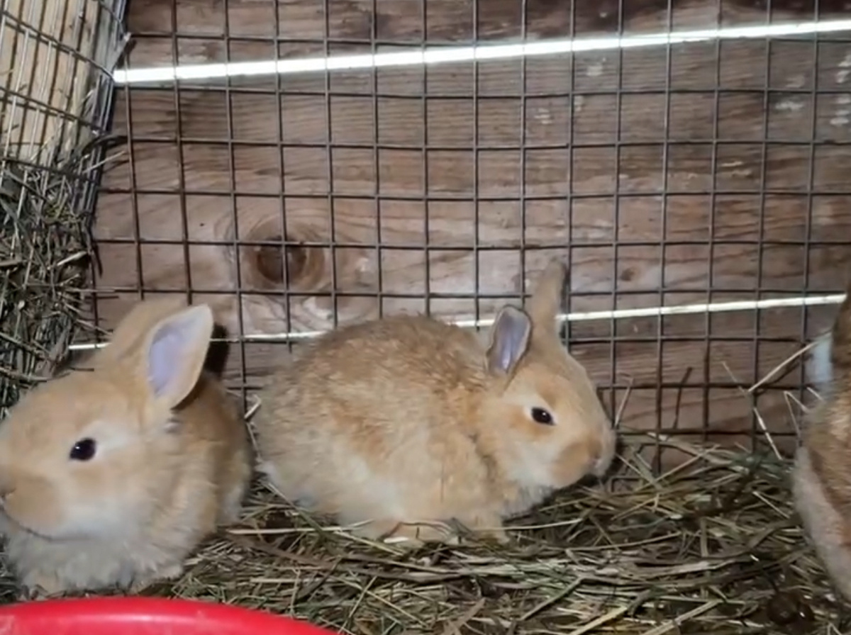 Малыши крольчата, тут им 3 недели 