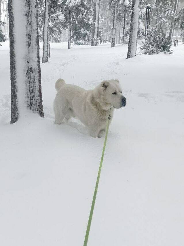 Телеграм-канал Рустама Минниханова