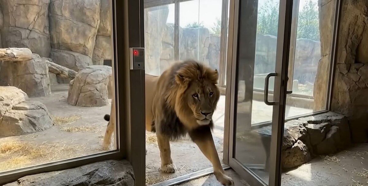 Лев самостоятельно выходит из открытого вольера в зоопарке