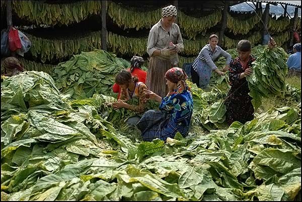 История табаководства - Таджикистан