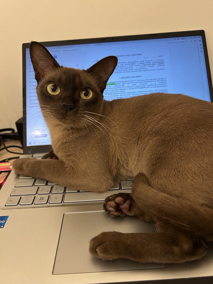 Даже котик не понимает. как можно 3 круга рассматривать одно и то же дело и ошибаться?