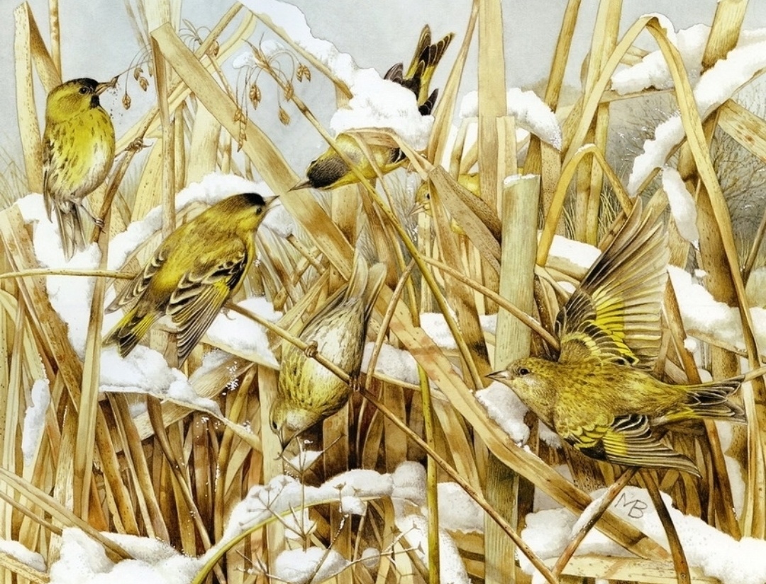 Акварели художницы Марджолен Бастин