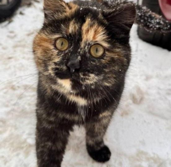 🆘 СРОЧНО! 🆘 Кошке Агате всего 8 месяцев. Ищем дом.