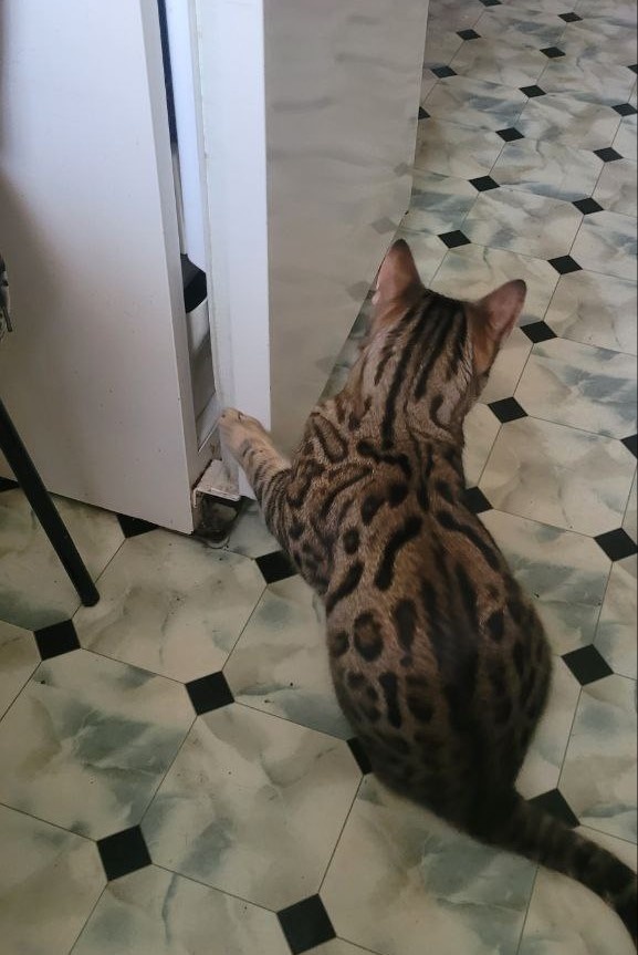 У этого кота хатит сил открыть холодильник, учтите это, когда уходите всей семьей :) Застукан на месте преступления.