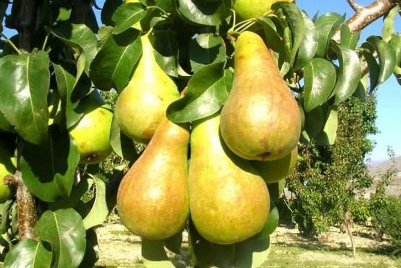 Колонновидная груша Осенняя мечта