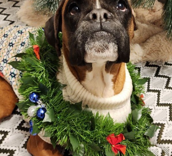 Наши лучшие собаки выбирают нас сами