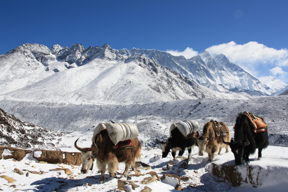 Яки из базлага Эвереста возвращаются порожняком. Фото Максима Богатырева 