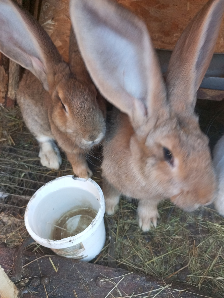 Здравствуйте 👋! В нашем хозяйстве есть кролики этот пост будет о том как мы их содержим и как они живут в нашем хозяйстве!