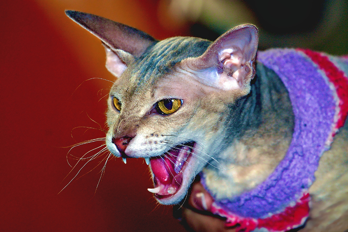 Фото автора. Не ИИ- живой звук.