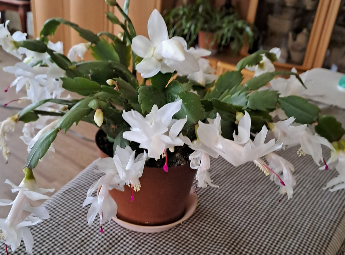 мой зигокактус