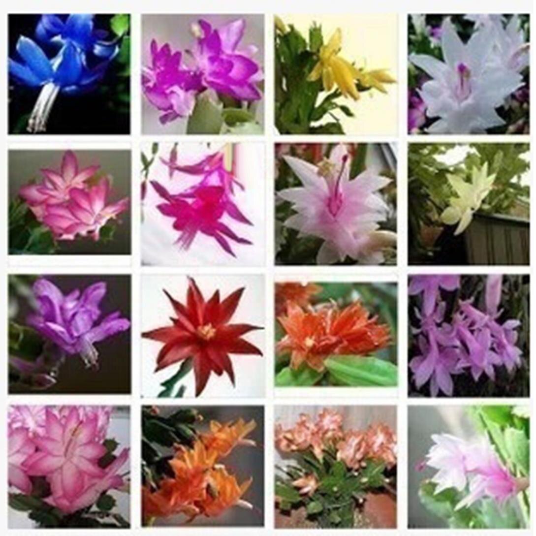 виды зигокактусов