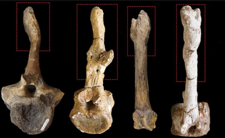 На этих хвостовых позвонках различных ископаемых видны зажившие переломы нервных отростков — фрагментов кости, выступающих из позвонков.