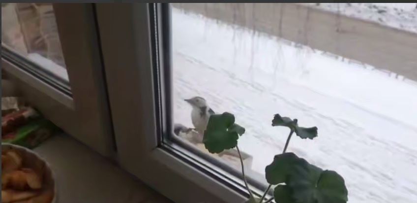    Скриншот видео ГТРК "Самара"