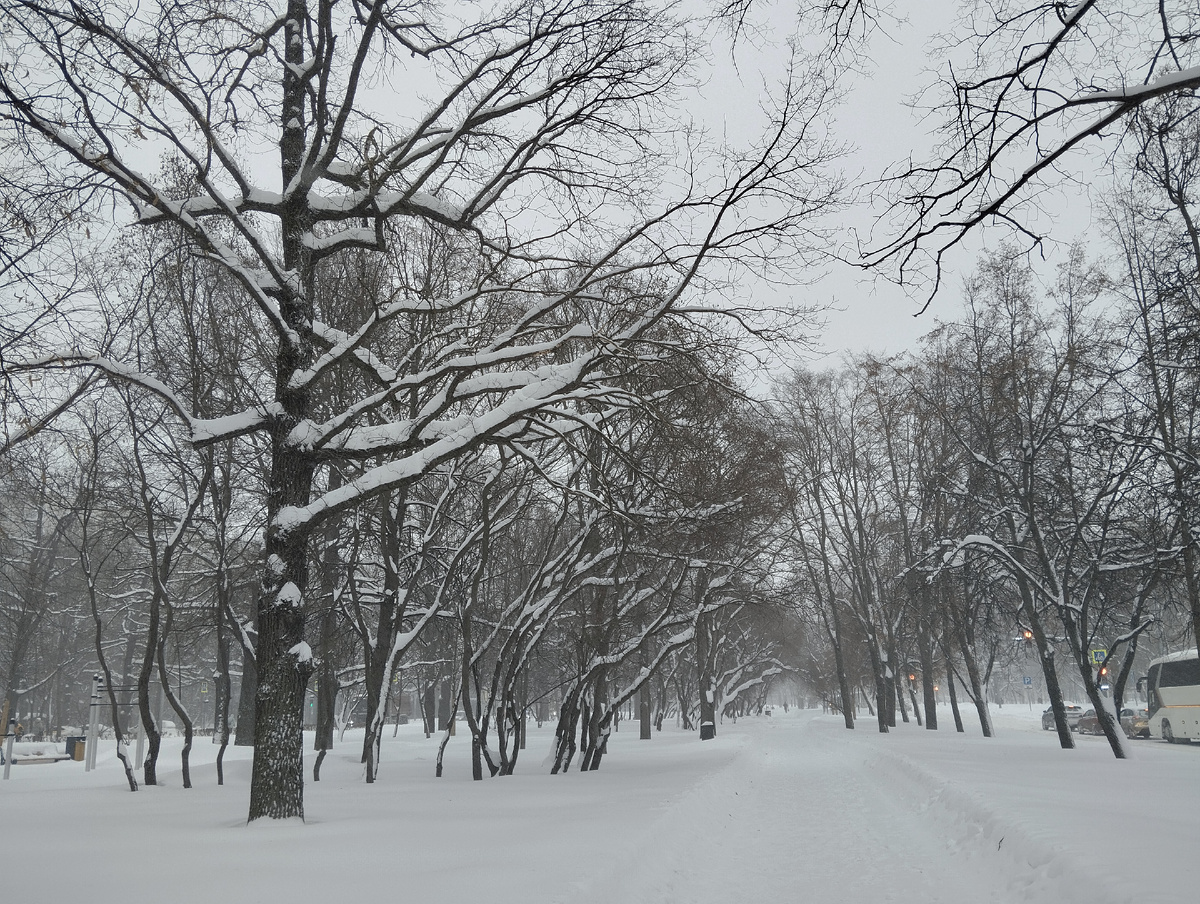 Январь в Лианозово. Фото автора.