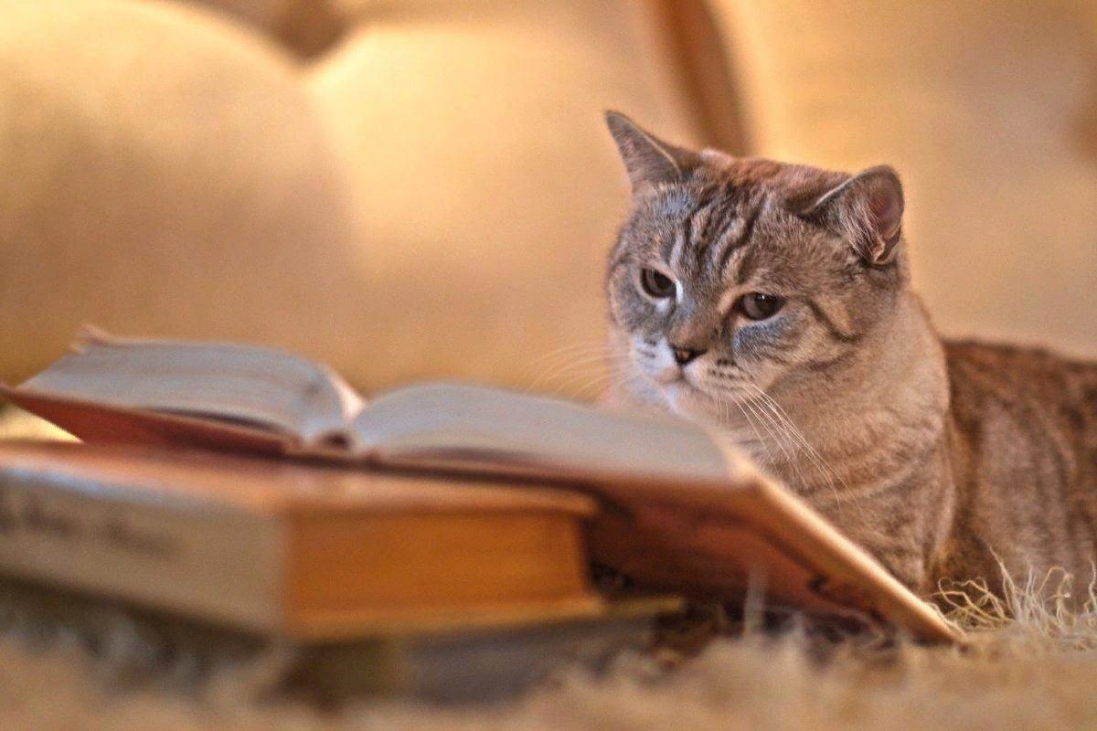 Фото с сайта: https://author.today/post/662503?page=2