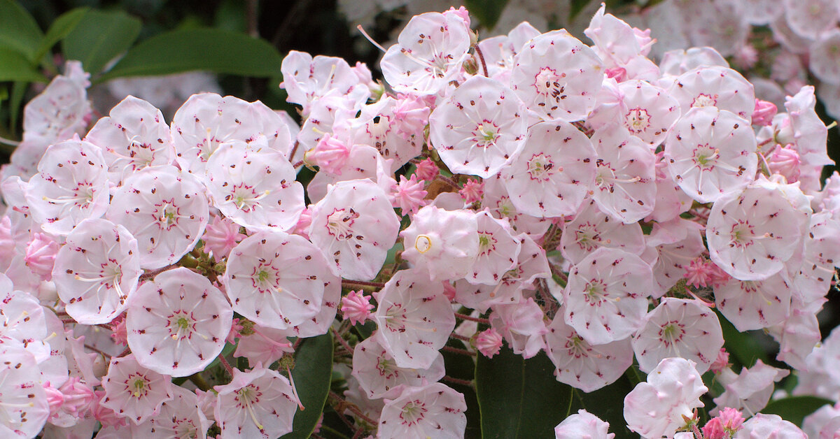 Кальмия широколистная